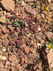 Chorizanthe polygonoides longispina