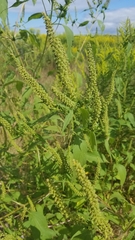 Ambrosiinae