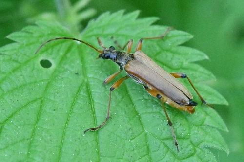 Stenocorus meridianus