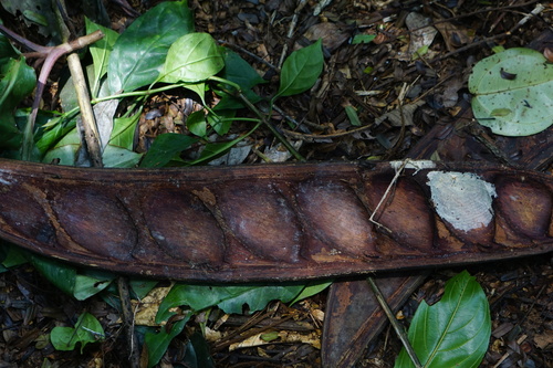 African oil bean (Pentaclethra macrophylla)