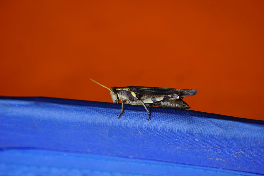 Catantopsis asthmatica