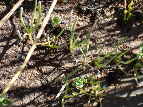 Image of Lilaeopsis occidentalis by no rights reserved