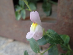 Antirrhinum