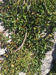 Salix retusa