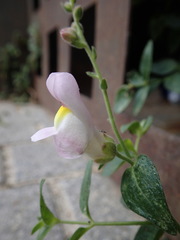 Antirrhinum