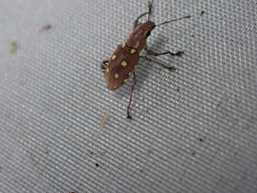 Naupactus serieguttatus