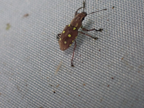 Naupactus serieguttatus