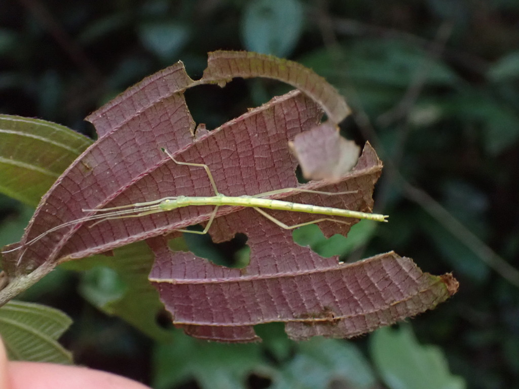 Serville's Stick-insect