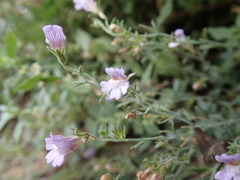 Chaenorhinum