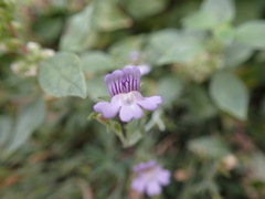 Chaenorhinum
