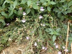 Chaenorhinum