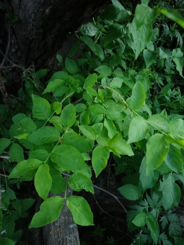Euonymus oligospermus iNat (2)