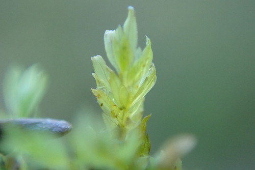 Image of Fissidens crispus by no rights reserved