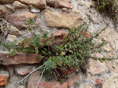 Parietaria judaica