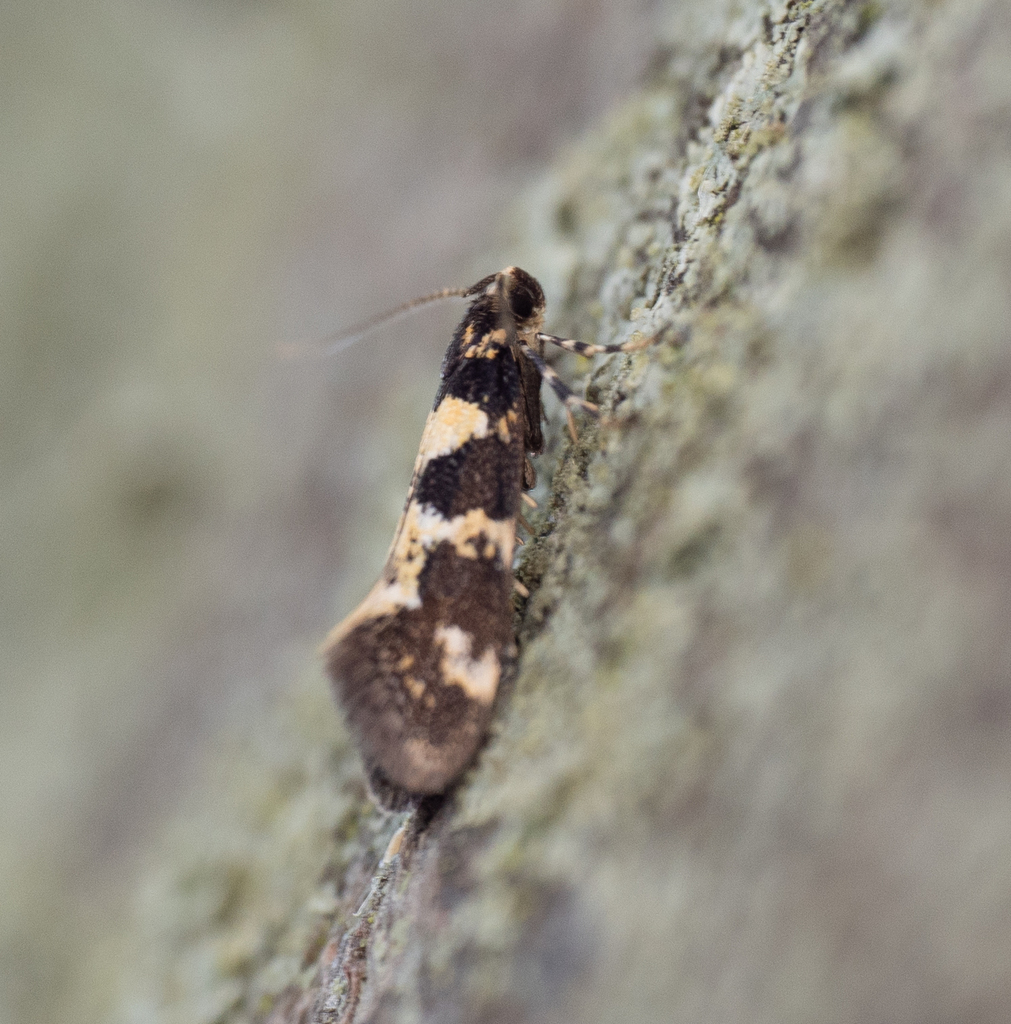 Pied Tubic