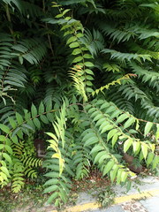 Ailanthus altissima