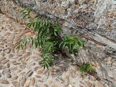 Ailanthus altissima