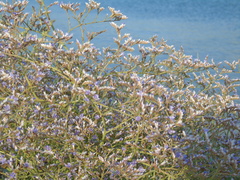 Limonium brevipetiolatum