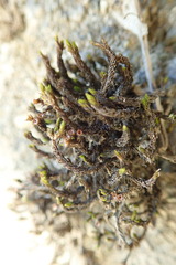 Schistidium apocarpum