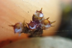 Schistidium apocarpum