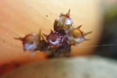 Schistidium apocarpum