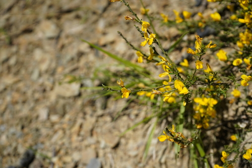 Image of Genista pilosa by (c) Cesare Sandri, some rights reserved (CC BY-SA)