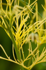 Cosmos sulphureus
