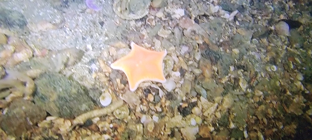 Cookie Star