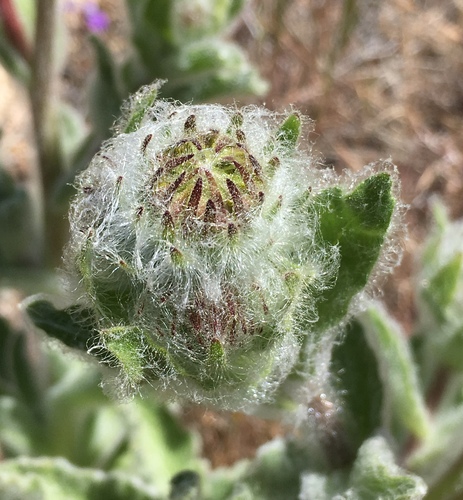 Image of Hulsea californica by (c) Matt Berger, some rights reserved (CC BY)