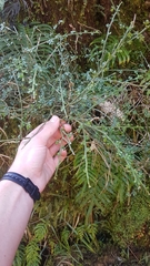 Carmichaelia odorata