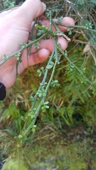 Carmichaelia odorata