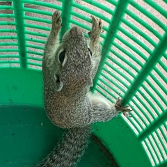 Heliosciurus gambianus