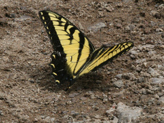 Papilio alexiares garcia
