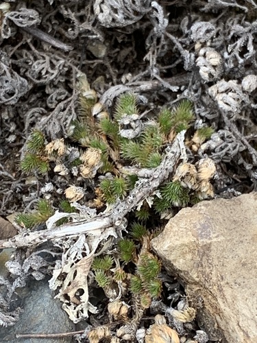 Image of Selaginella hansenii by no rights reserved