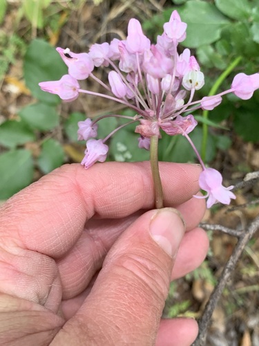Image of Dichelostemma volubile by no rights reserved