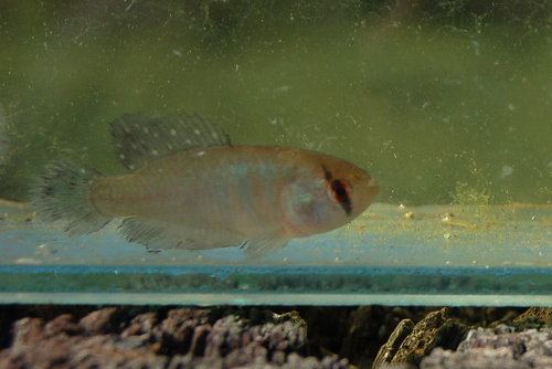 Patricia's pearlfish (Austrolebias patriciae) — Rivulidae — 4
