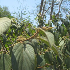 Colubrina greggii, photograph (c) Ricardo Jaimes-López, some rights reserved (CC BY)