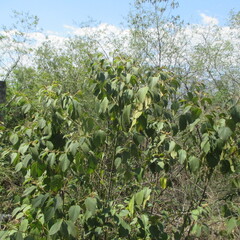 Colubrina greggii, photograph (c) Ricardo Jaimes-López, some rights reserved (CC BY)