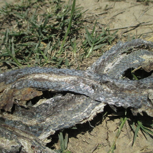 Schott's Whipsnake