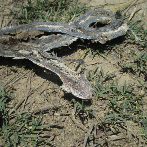 Schott's Whipsnake