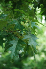 Image of Quercus pagoda