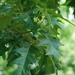 Quercus pagoda - Photo (c) Douglas Goldman,  זכויות יוצרים חלקיות (CC BY), הועלה על ידי Douglas Goldman