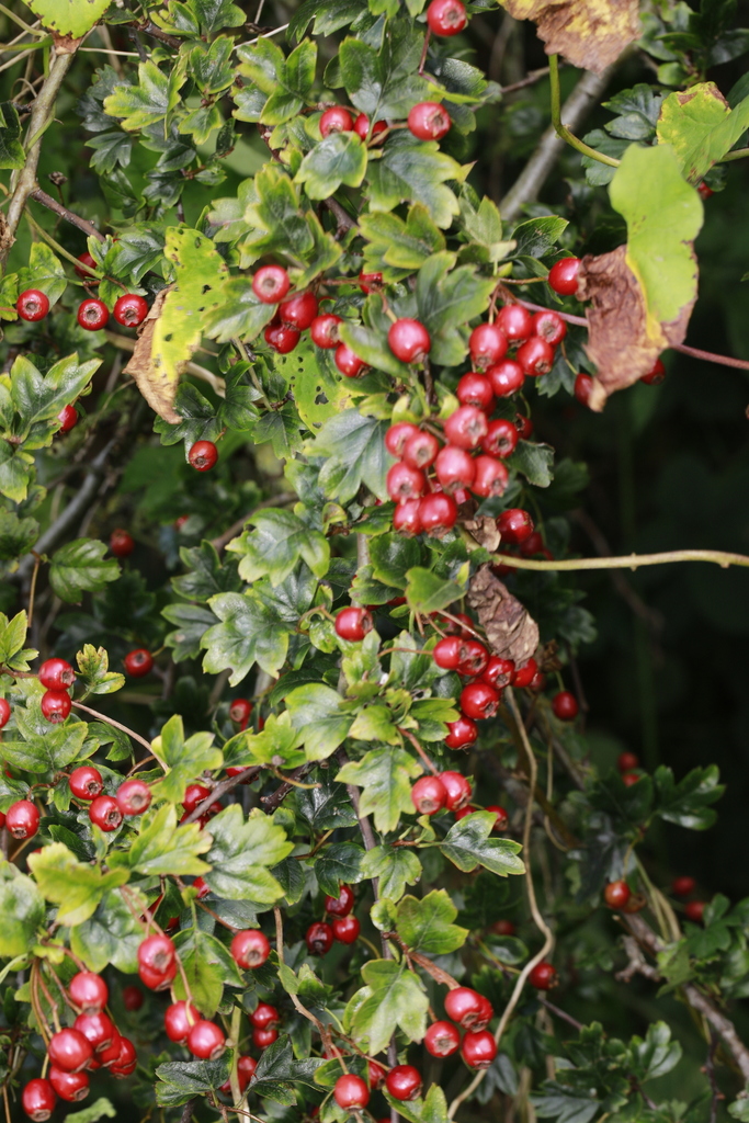 Crataegus monogyna
