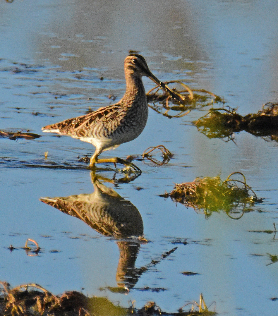 African Snipe (Gallinago nigripennis), photo 2