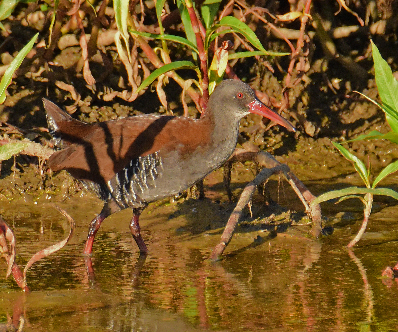 African Rail (Rallus caerulescens), photo 10