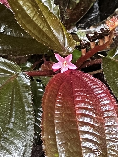 Triolena hirsuta, photograph 4