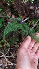 Trichomanes strictum