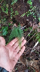 Trichomanes strictum