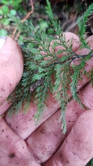 Trichomanes strictum