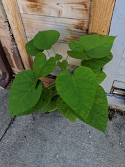 Catalpa speciosa